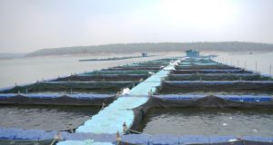 छत्तीसगढ़ में फिशरीज के नये युग की शुरूआत