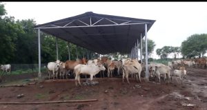 छत्तीसगढ़ में ‘गौधाम योजना’ की शुरुआत – पशुधन सुरक्षा, नस्ल सुधार और ग्रामीण अर्थव्यवस्था को मिलेगा संबल