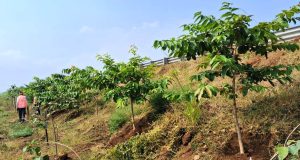 छत्तीसगढ़ के राष्ट्रीय राजमार्ग बन रहे ग्रीन कॉरिडोर:एनएचएआई ने इस साल लगाए 2.71 लाख पौधे