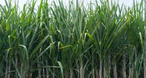 कवर्धा के गन्ना किसानों के लिए ऐतिहासिक फैसला