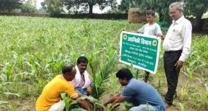 बंदूक की गूंज से फलों और फूलों की महक तक का सफर