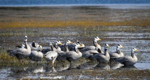 छत्तीसगढ़ का पहला रामसर साइट बना कोपरा जलाशय