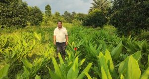 राष्ट्रीय बागवानी मिशन योजना का कृषक ले रहे हैं लाभ