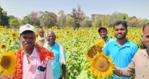 छत्तीसगढ़ में सूरजमुखी की खेती को मिली केन्द्र सरकार की सराहना , केंद्रीय कृषि मंत्रालय ने कहा छत्तीसगढ़ में खेती का स्वर्णिम अध्याय शुरू