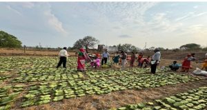 तेंदूपत्ता संग्रहण वनांचल में बना रोजगार और आय का जरिया