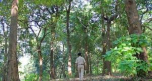 वनाधिकार क्रियान्वयन में छत्तीसगढ़ की अग्रणी भूमिका—वन विभाग की सशक्त प्रतिबद्धता का प्रमाण