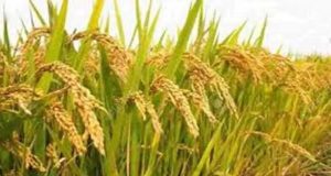 प्रदेश में खेती-किसानी का कार्य तेजी के साथ जारी *राज्य में अब तक 36.42 लाख हेक्टेयर क्षेत्र में विभिन्न