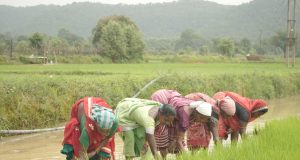 समय पर मिला खाद, खिल उठी उम्मीदें, संतोष की मेहनत में भरेंगे रंग