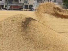 धान उपार्जन कार्य में लापरवाही पर कार्रवाई, सहकारी समिति प्रभारी की सेवा समाप्त