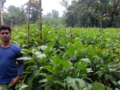 ग्राफ्टेड बैंगन तकनीक से अड़जाल के किसान संतोष हुए आर्थिक रूप से सशक्त