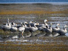 छत्तीसगढ़ का पहला रामसर साइट बना कोपरा जलाशय