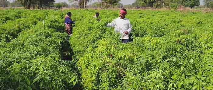 पानी की हर बूंद बनी कमाई—ड्रिप तकनीक से धान और मिर्ची ने बदली खेती की तस्वीर