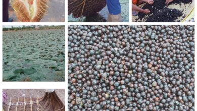 छत्तीसगढ़ में मखाना उत्पादन को प्रोत्साहन