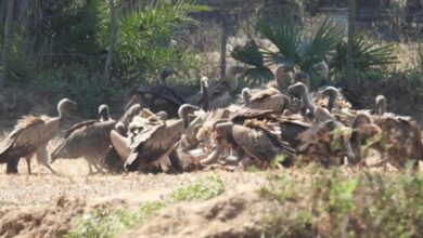 गिद्ध संरक्षण में छत्तीसगढ़ की नई उड़ान