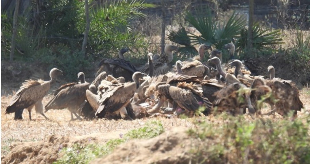 गिद्ध संरक्षण में छत्तीसगढ़ की नई उड़ान
