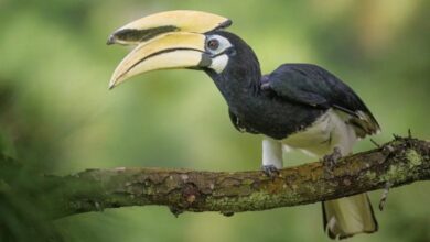 दुर्लभ हॉर्नबिल संरक्षण की विशेष पहल