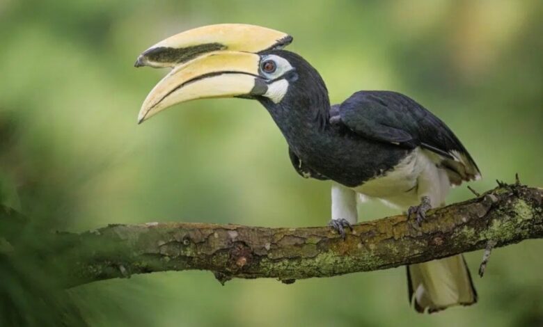 दुर्लभ हॉर्नबिल संरक्षण की विशेष पहल