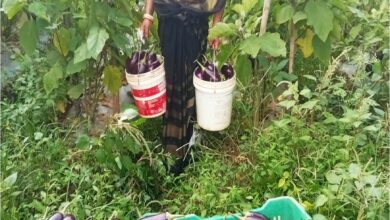 बिहान से बदली ममता की जिंदगी  सब्जी की खेती से ममता बनी आत्मनिर्भर