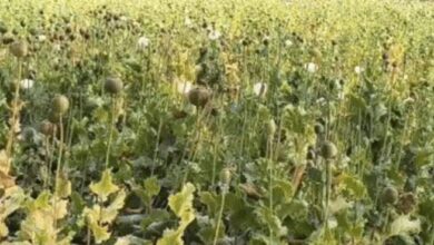 बलरामपुर में 2 एकड़ से अधिक भूमि में अफीम की अवैध खेती पर प्रशासन-पुलिस की संयुक्त कार्रवाई