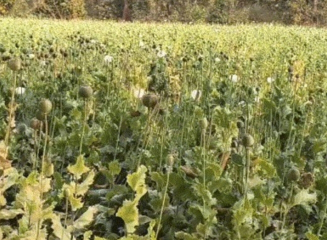 बलरामपुर में 2 एकड़ से अधिक भूमि में अफीम की अवैध खेती पर प्रशासन-पुलिस की संयुक्त कार्रवाई