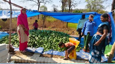 खीरा की खेती ने बदली सुभद्रा की जिंदगी खीरा की खेती ने बदली सुभद्रा की जिंदगी