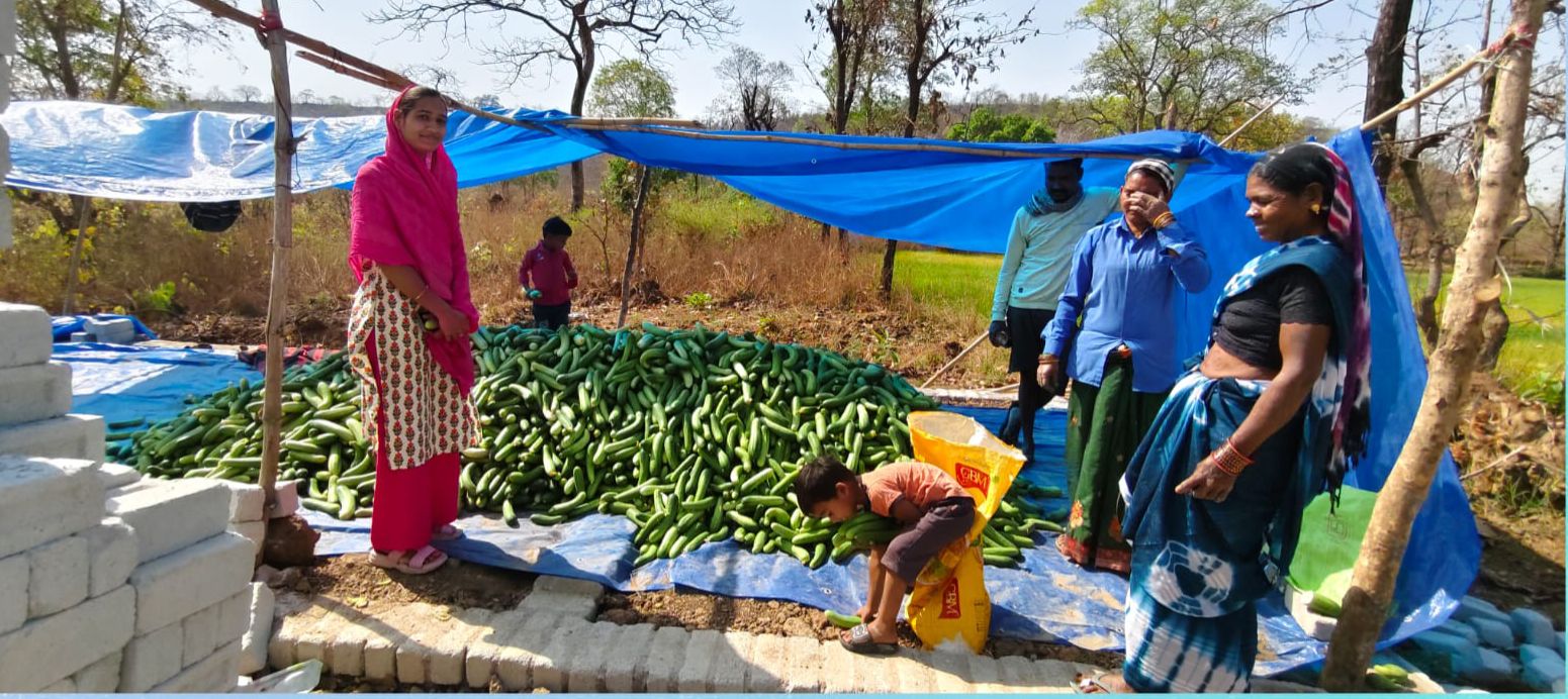 खीरा की खेती ने बदली सुभद्रा की जिंदगी खीरा की खेती ने बदली सुभद्रा की जिंदगी