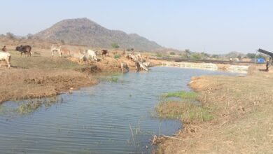 मनरेगा से पनारी नाले का जीर्णोद्धार: 1200 ग्रामीणों को पेयजल व सिंचाई का लाभ मनरेगा से पनारी नाले का जीर्णोद्धार: 1200 ग्रामीणों को पेयजल व सिंचाई का लाभ