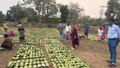 हरा सोना संग्राहकों की आय बढ़ाने की दिशा में बड़ा कदम