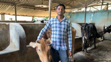 6 गायों से शुरू किया था डेयरी का सफर अब 25 गायों तक पहुंचा