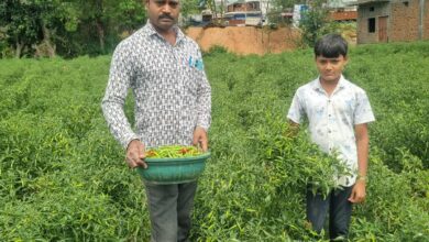 बिना केमिकल, बंपर मुनाफाः डोलनारायण की जैविक मिर्च ने बाजार में मचाई धूम