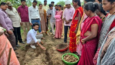 धमतरी का ‘नगरी’ बनेगा हल्दी उत्पादन का नया हब: 250 किसानों ने थामा वैज्ञानिक खेती का हाथ, 250 टन पैदावार का लक्ष्य
