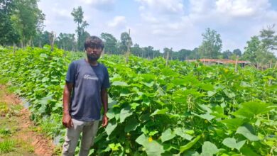 उद्यानिकी विभाग की योजना से बदली कमार कृषक की तकदीर