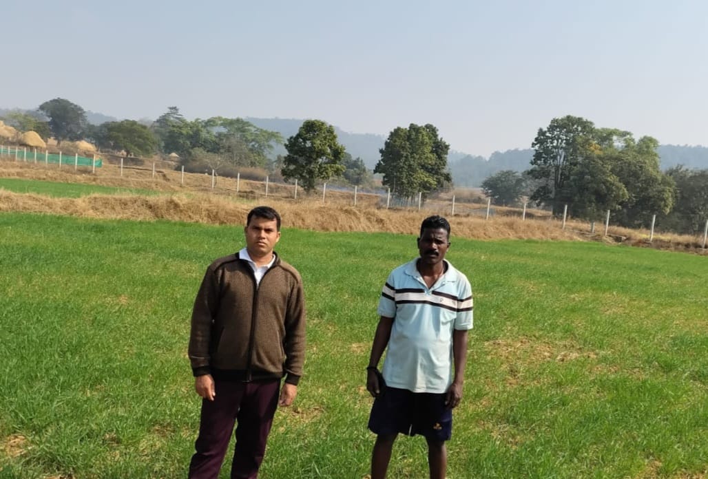 कम लागत, दोगुना फायदा: जशपुर के किसान ने गेहूं की खेती से बढ़ाई आमदनी कम लागत, दोगुना फायदा: जशपुर के किसान ने गेहूं की खेती से बढ़ाई आमदनी