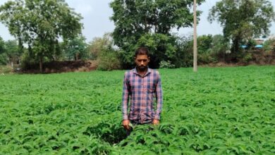 प्राकृतिक खेती को बढ़ावा देने की पहल ला रही बदलाव, हरी खाद अपनाकर आत्मनिर्भर खेती की राह पर बढ़ रहे किसान