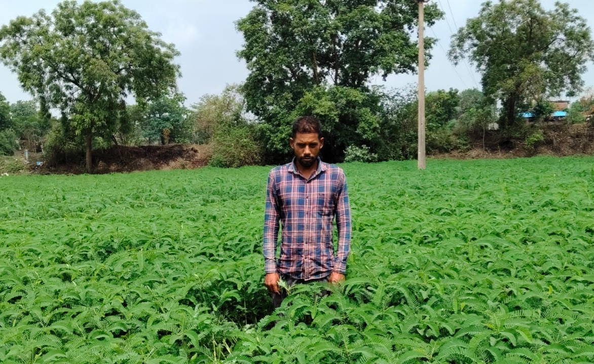 प्राकृतिक खेती को बढ़ावा देने की पहल ला रही बदलाव, हरी खाद अपनाकर आत्मनिर्भर खेती की राह पर बढ़ रहे किसान प्राकृतिक खेती को बढ़ावा देने की पहल ला रही बदलाव, हरी खाद अपनाकर आत्मनिर्भर खेती की राह पर बढ़ रहे किसान