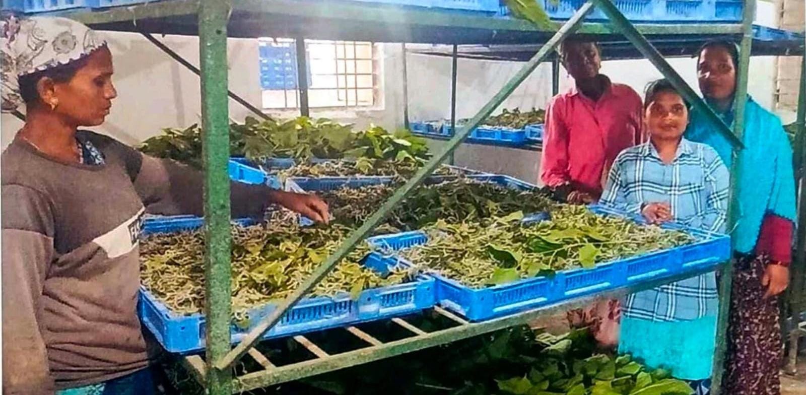 नारायणपुर में रेशम से बुना जा रहा आत्मनिर्भरता का ताना-बाना नारायणपुर में रेशम से बुना जा रहा आत्मनिर्भरता का ताना-बाना