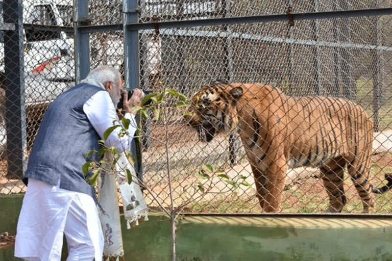प्रकृति और वन्यजीव संरक्षण का अनूठा संगम है नंदनवन जंगल सफारी प्रकृति और वन्यजीव संरक्षण का अनूठा संगम है नंदनवन जंगल सफारी