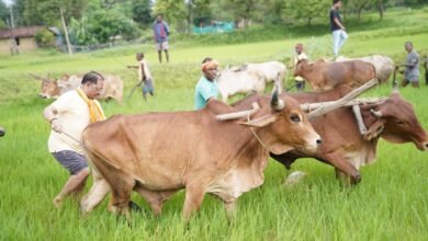 अपनी माटी और खेती-किसानी से मुख्यमंत्री श्री विष्णु देव साय का आत्मीय जुड़ाव अपनी माटी और खेती-किसानी से मुख्यमंत्री श्री विष्णु देव साय का आत्मीय जुड़ाव
