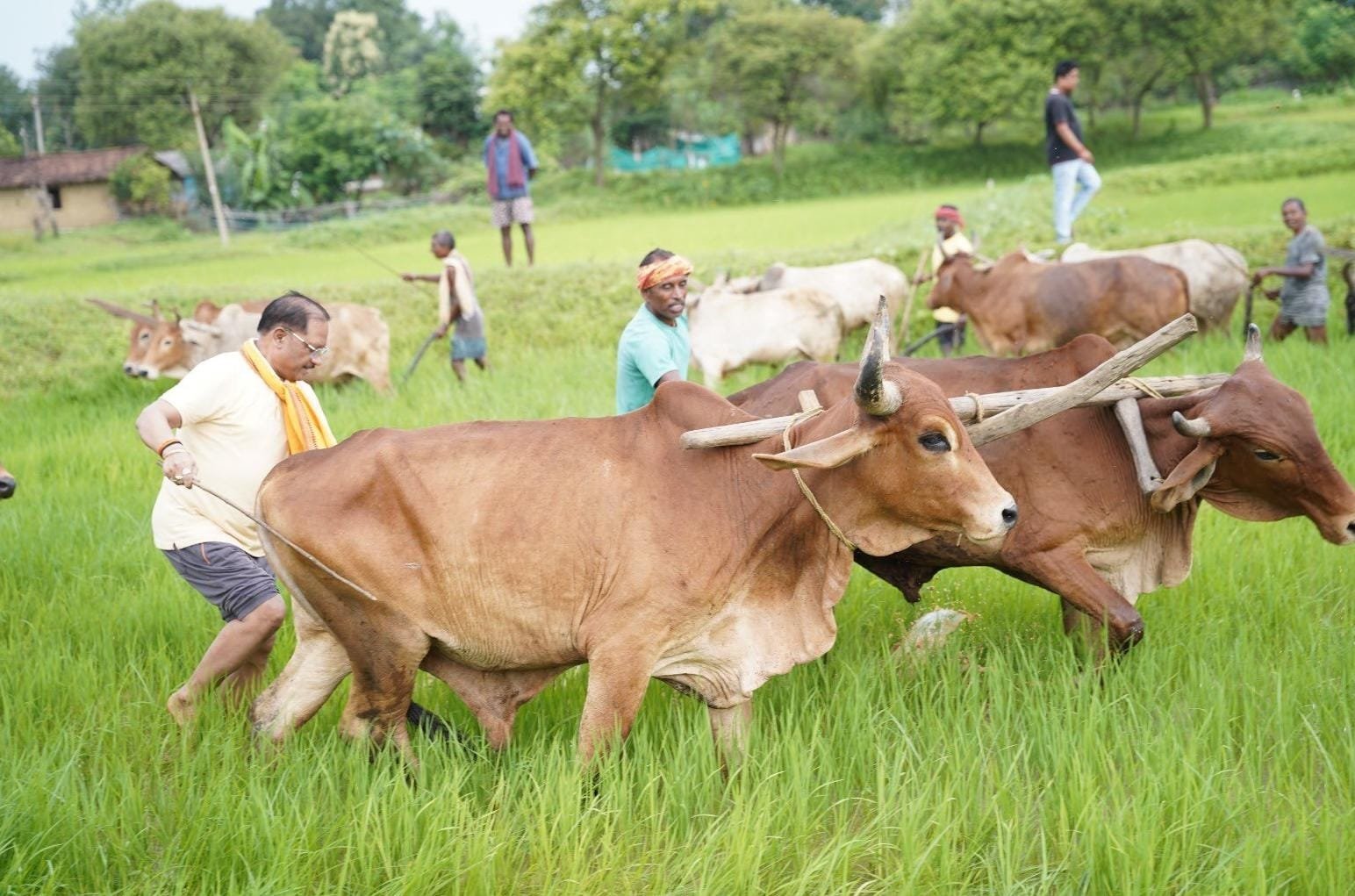 अपनी माटी और खेती-किसानी से मुख्यमंत्री श्री विष्णु देव साय का आत्मीय जुड़ाव अपनी माटी और खेती-किसानी से मुख्यमंत्री श्री विष्णु देव साय का आत्मीय जुड़ाव