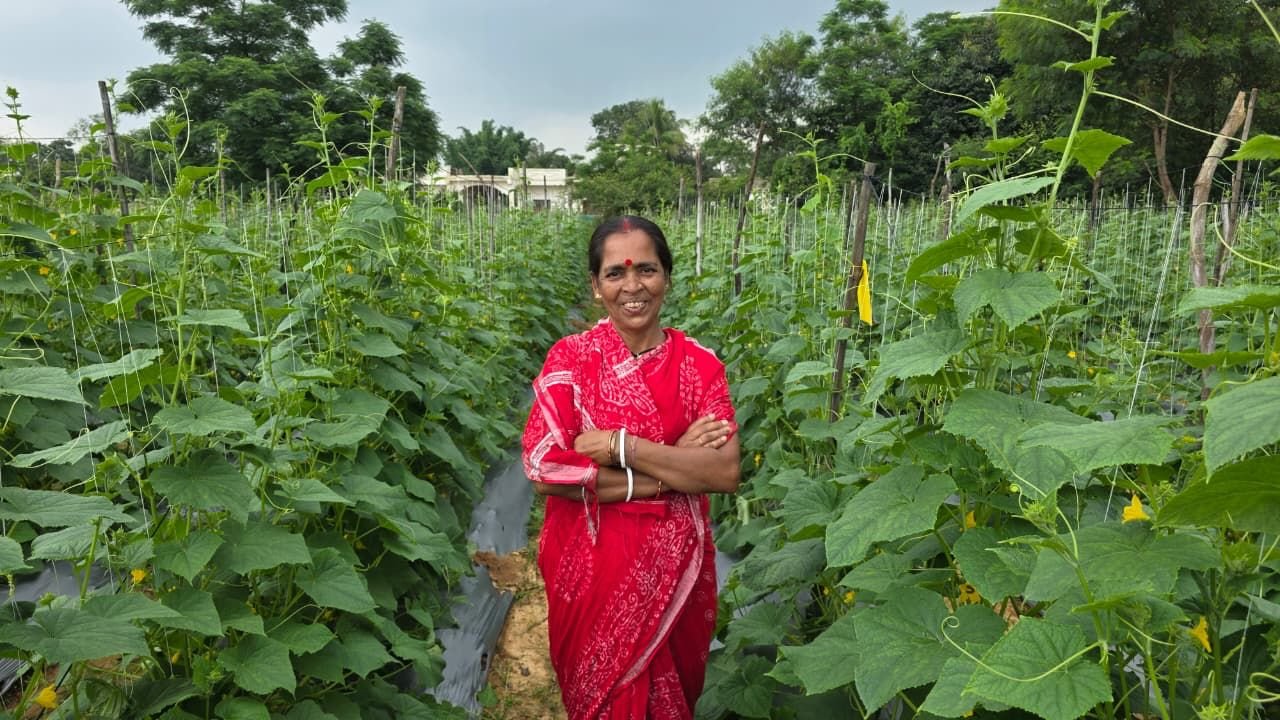बिहान से बहनों को मिला आर्थिक संबल, खीरे की खेती से सुभद्रा मंडल ने लिखी आत्मनिर्भरता की नई कहानी बिहान से बहनों को मिला आर्थिक संबल, खीरे की खेती से सुभद्रा मंडल ने लिखी आत्मनिर्भरता की नई कहानी