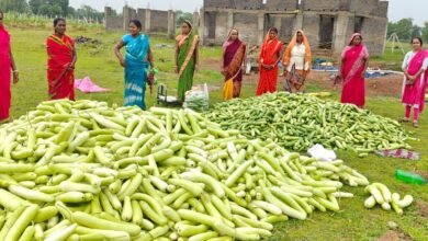 अतिक्रमण मुक्त 25 एकड़ बंजर भूमि पर उगी समृद्धि