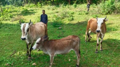 सेवा की कहानी : उन्नत नस्ल की गाय ने खोली अतिरिक्त आय की राह, आत्मनिर्भर बने सन्ना के ओम प्रकाश सेवा की कहानी : उन्नत नस्ल की गाय ने खोली अतिरिक्त आय की राह, आत्मनिर्भर बने सन्ना के ओम प्रकाश
