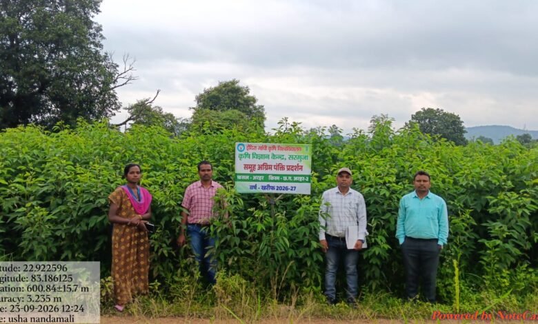 सेवा संकल्प अभियान55 हेक्टेयर में लहलहा रही अरहर की उन्नत किस्में, फूल आने की अवस्था में पहुंची फसल सेवा संकल्प अभियान55 हेक्टेयर में लहलहा रही अरहर की उन्नत किस्में, फूल आने की अवस्था में पहुंची फसल