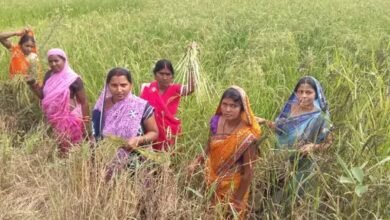 औषधीय खस की खेती से आत्मनिर्भरता की ओर बढ़ते कदम औषधीय खस की खेती से आत्मनिर्भरता की ओर बढ़ते कदम