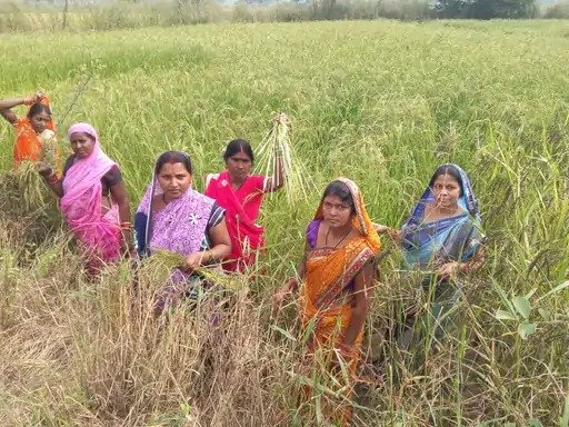 औषधीय खस की खेती से आत्मनिर्भरता की ओर बढ़ते कदम औषधीय खस की खेती से आत्मनिर्भरता की ओर बढ़ते कदम
