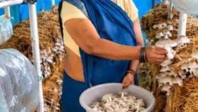 आत्मनिर्भरता की नई मिसाल- खेतों से मशरूम उत्पादन तक मिथिला दीदी ने लिखी सफलता की नई कहानी